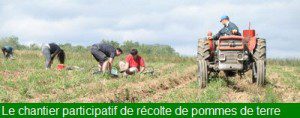 chantier participatif pour récolter les pommes de terre2