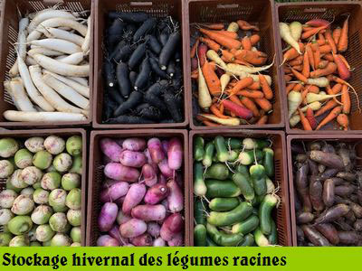stockage hivernal des legumes racines