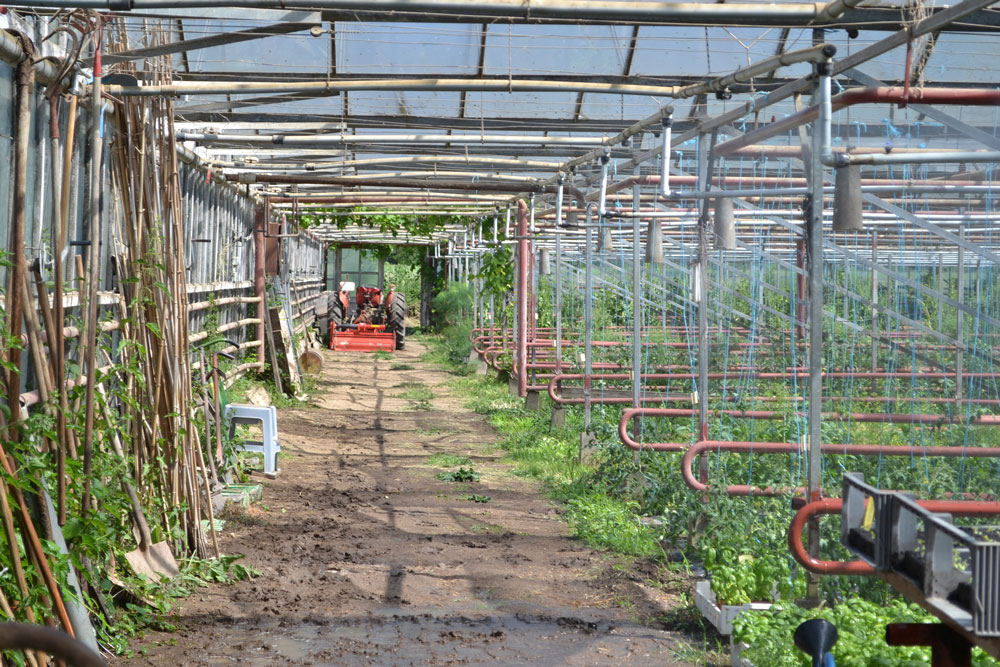 agriculture bio jardin du marais yonne aout 14 056
