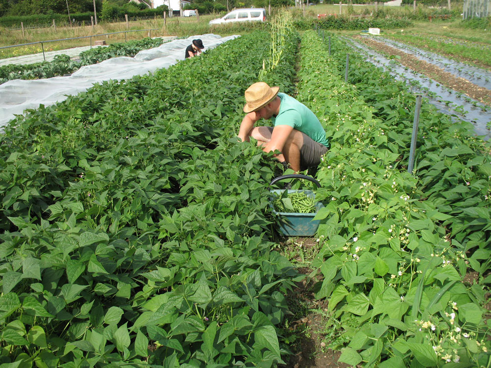 recolte legumes bio jardin du marais marsangy